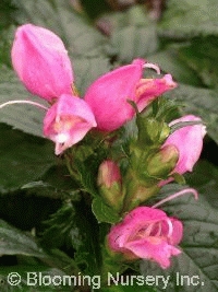 Chelone lyonii 'Hot Lips'